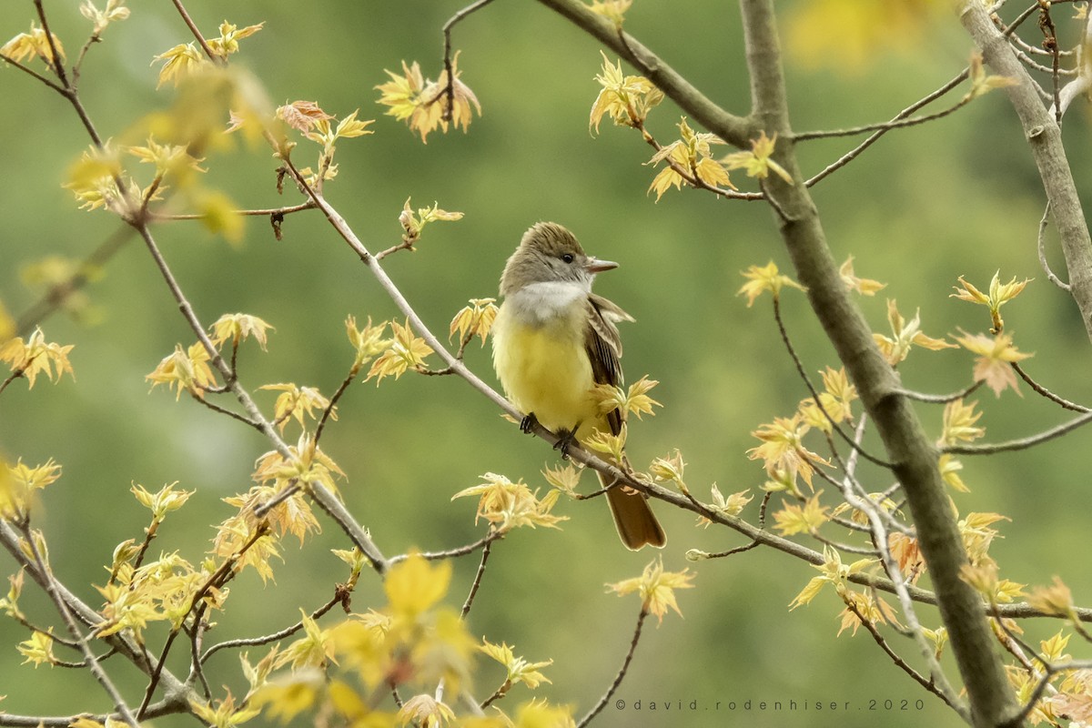 Great Crested Flycatcher - David Rodenhiser