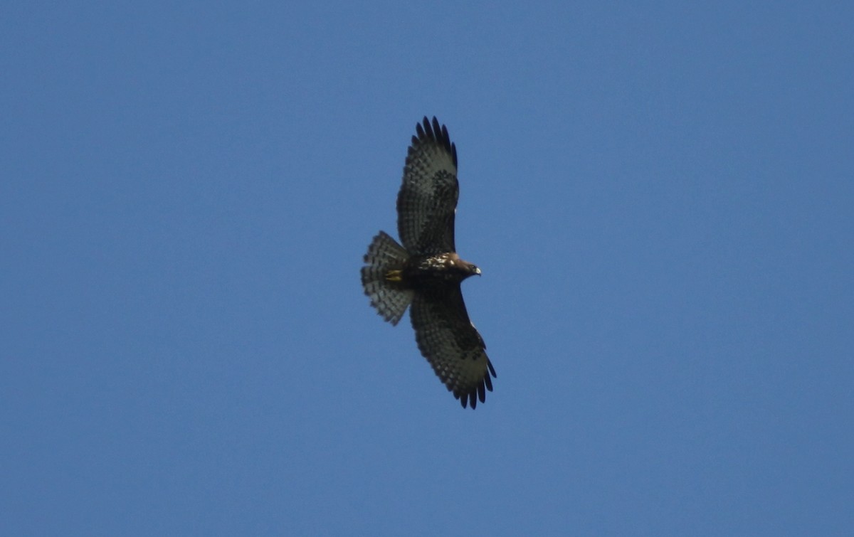 Short-tailed Hawk - Scott M Terry