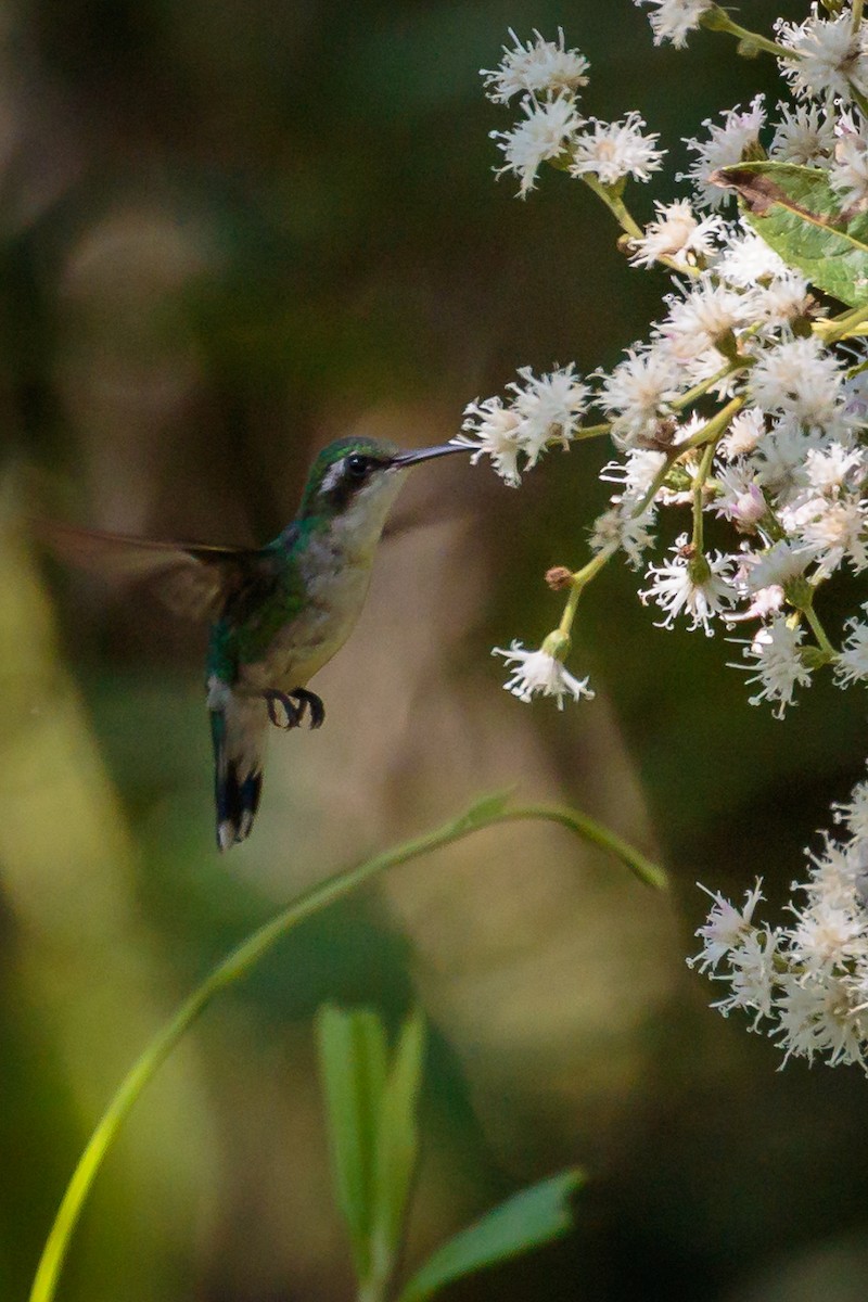 Red-billed Emerald - Rolf Simonsson