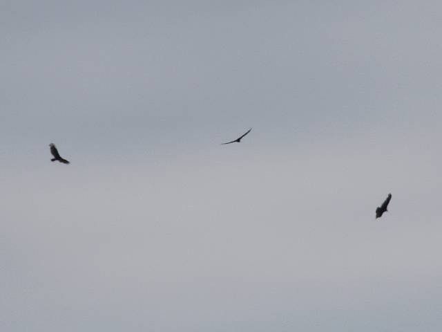 Turkey Vulture - Steve Walter