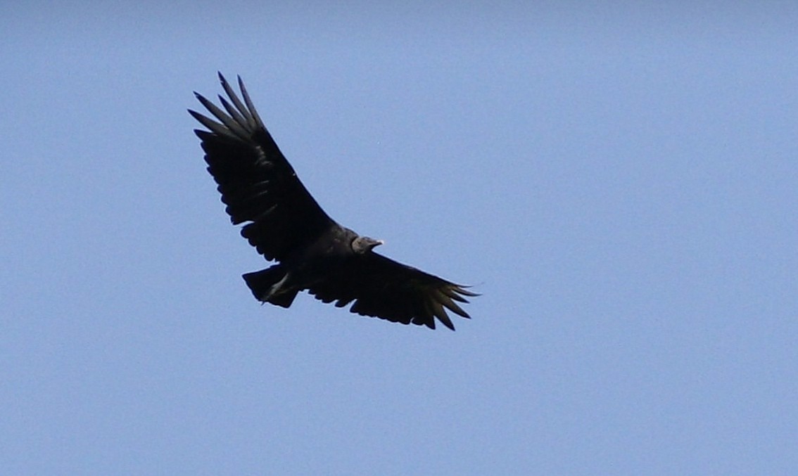 Black Vulture - Julio Recordon