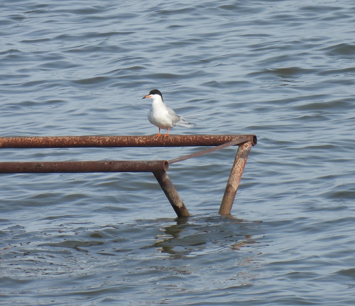 Forster's Tern - ML235950241