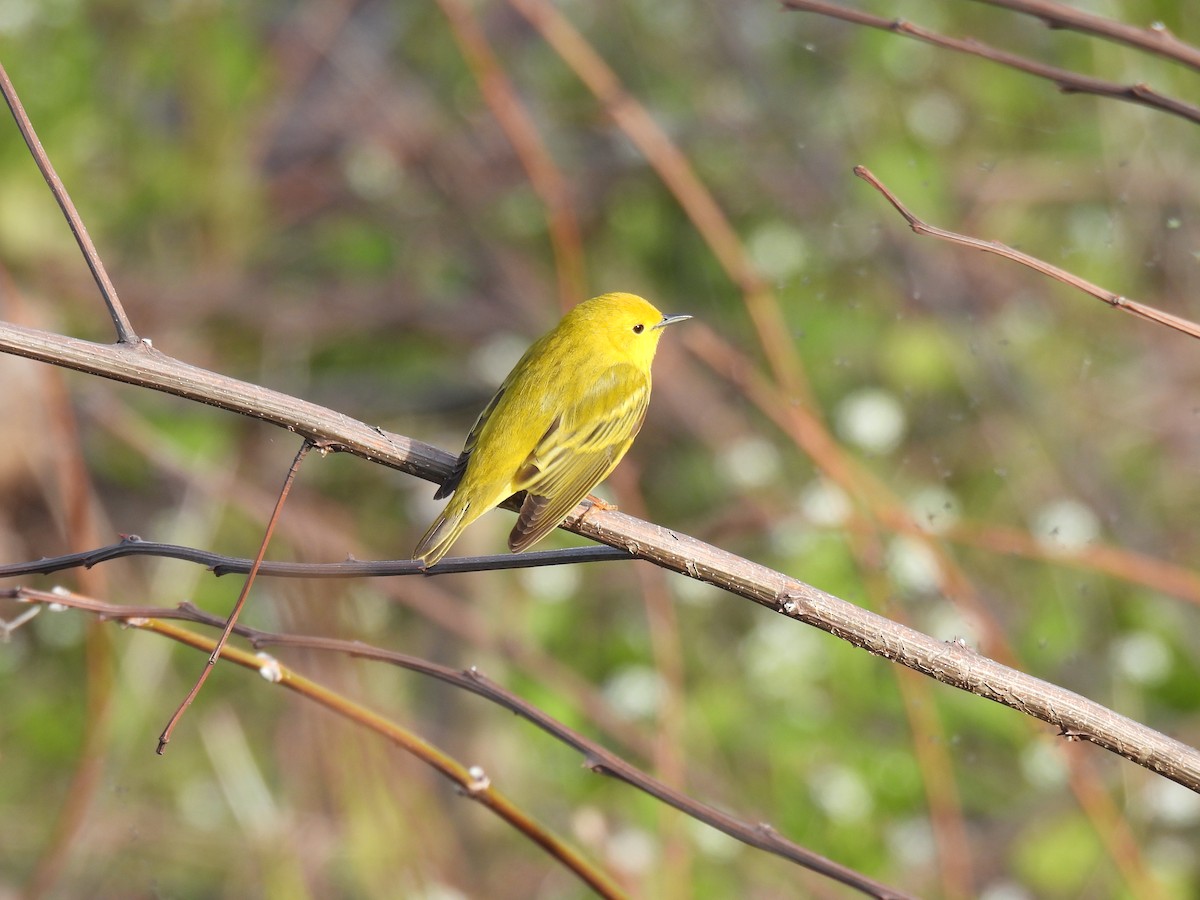 Yellow Warbler - ML235950791