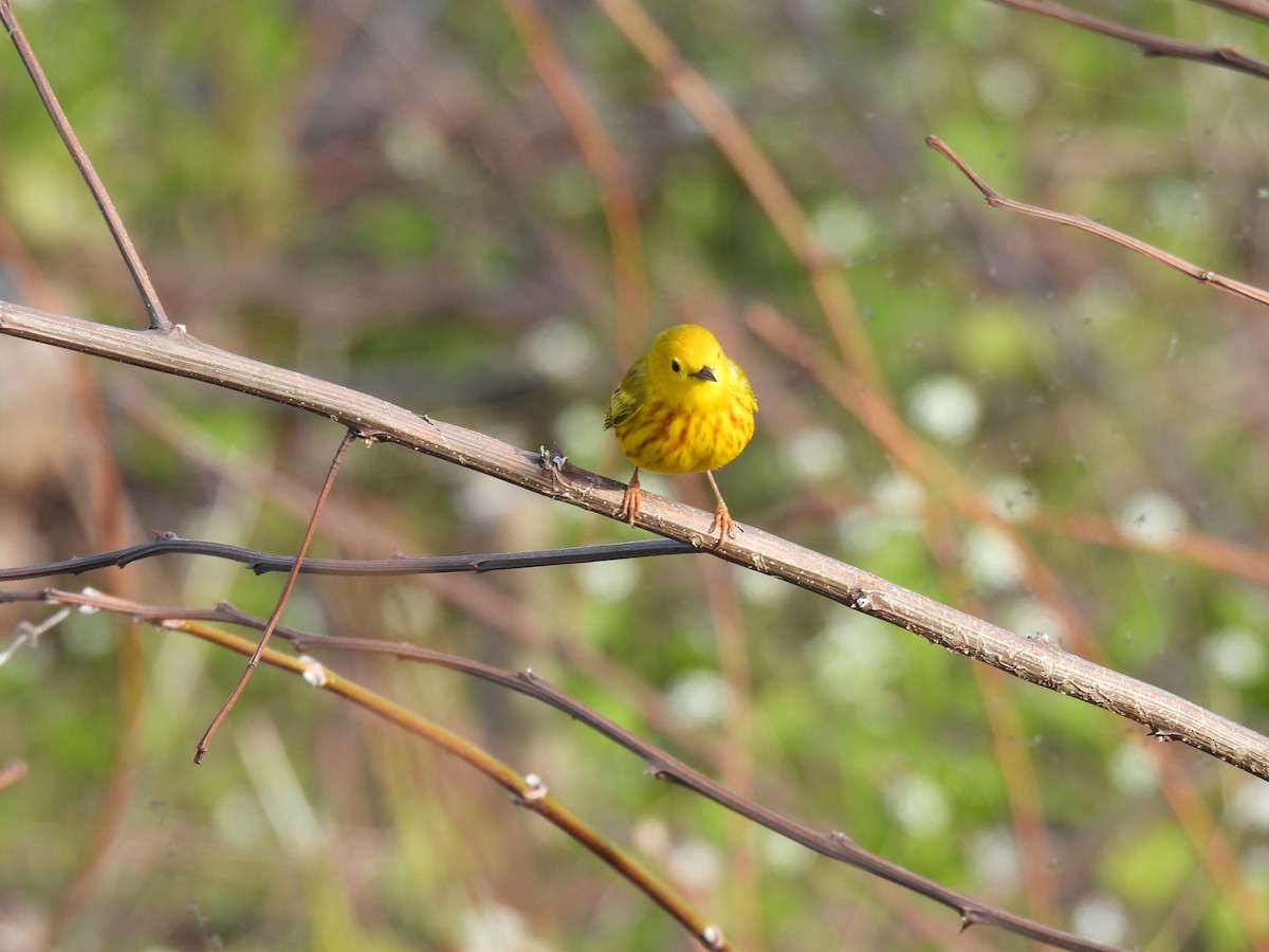 Yellow Warbler - ML235951081