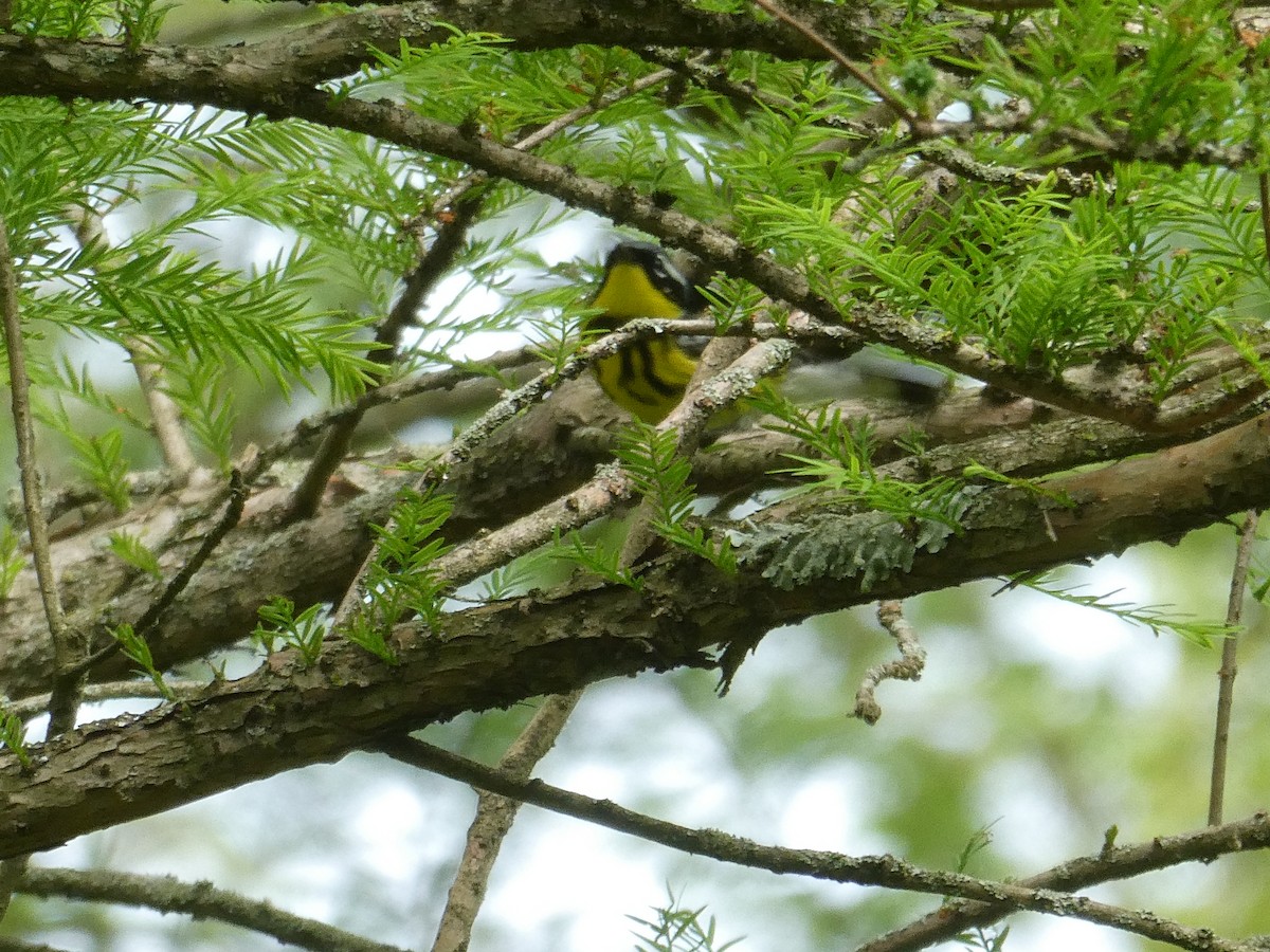 Magnolia Warbler - ML235952121