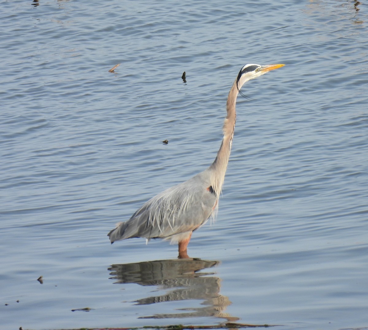 Great Blue Heron - ML235952501