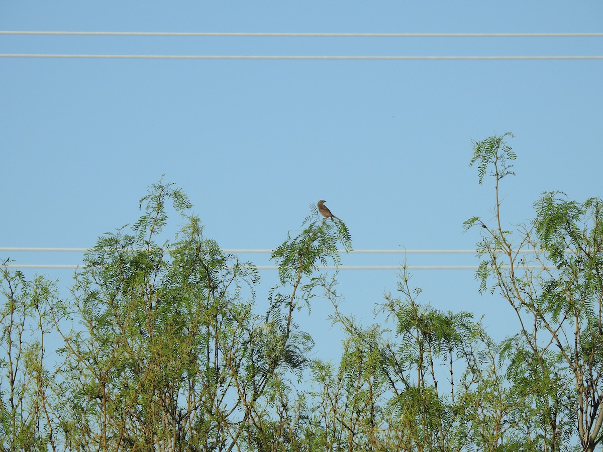 Brown-headed Cowbird - ML235952891