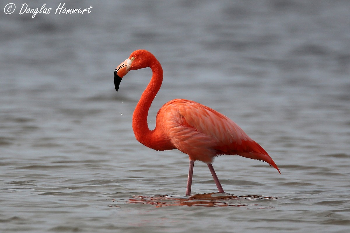 American Flamingo - Doug Hommert
