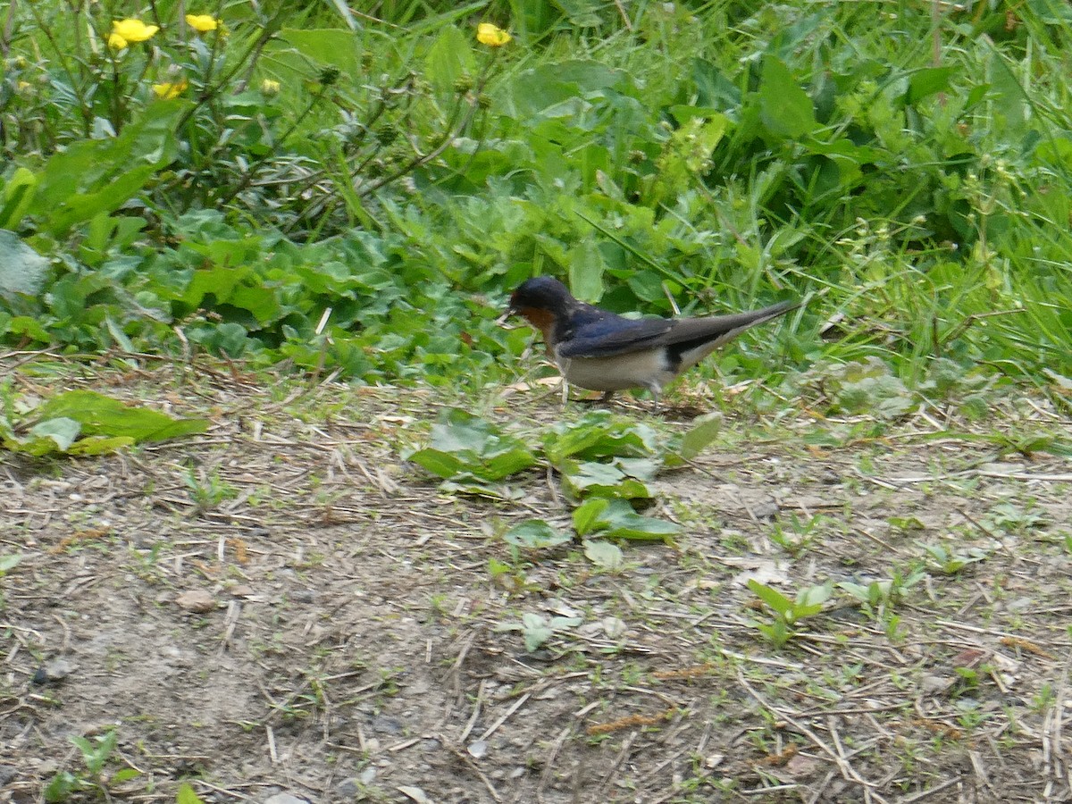 Barn Swallow - ML235954651