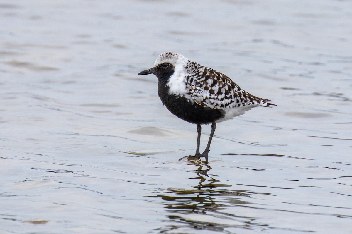 Black-bellied Plover - Christine Mason