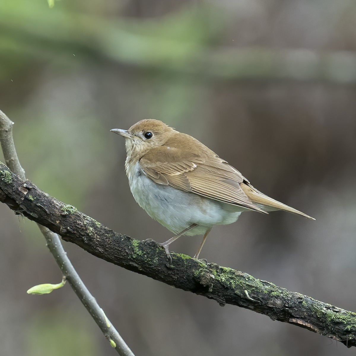 Veery - ML235955991