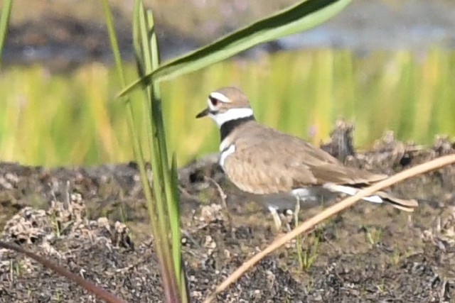 Killdeer - ML235956941