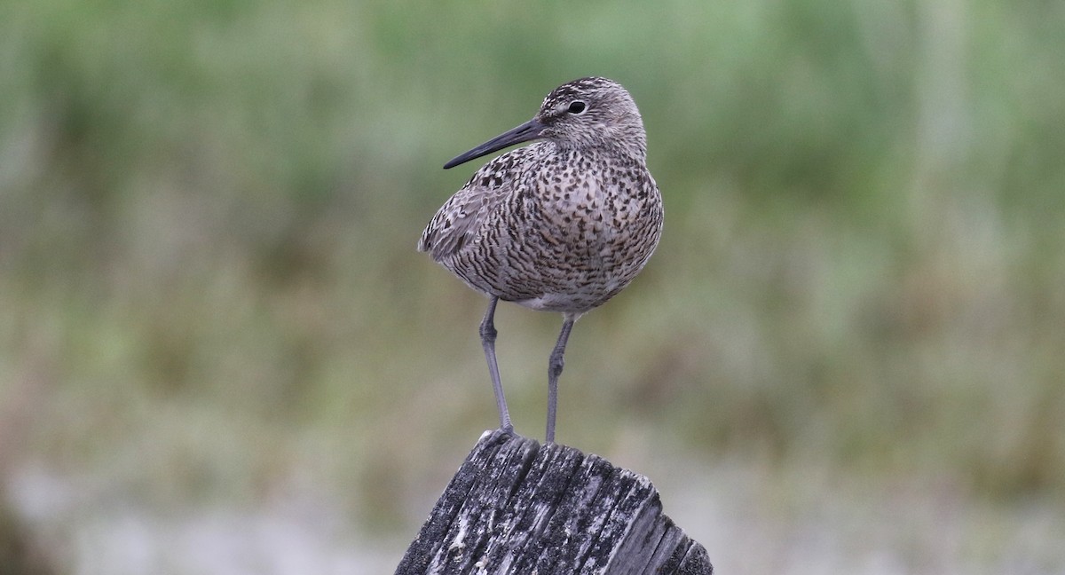 Willet - ML235959521