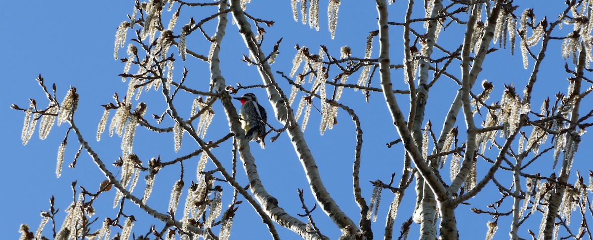 נקר צהוב-בטן - ML235959581