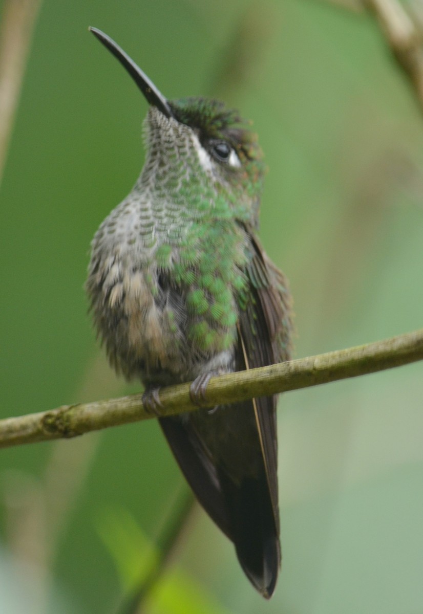 Violet-fronted Brilliant - ML235960001