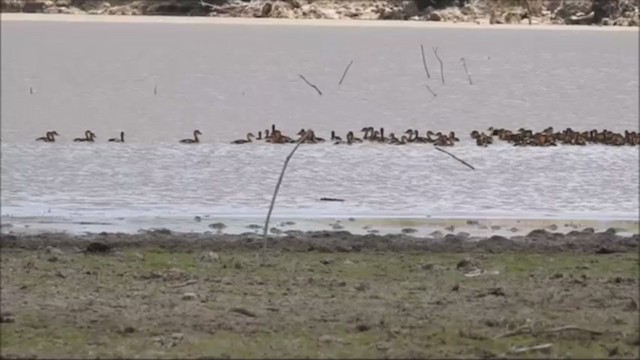 オオリュウキュウガモ - ML235960371