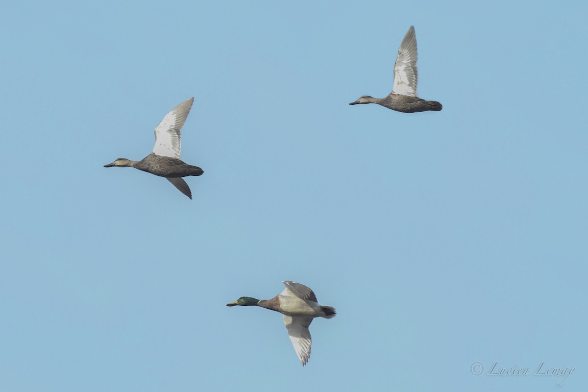 American Black Duck - ML235960491