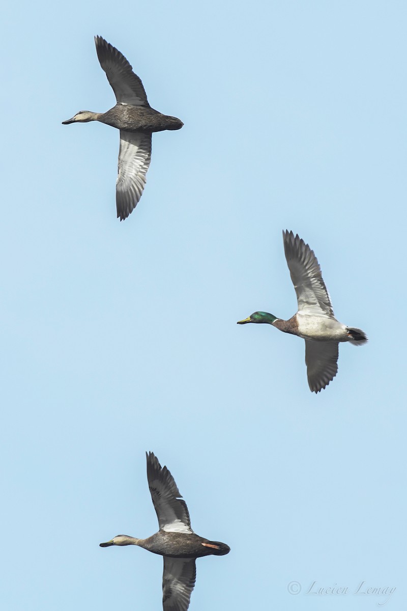 American Black Duck - Lucien Lemay