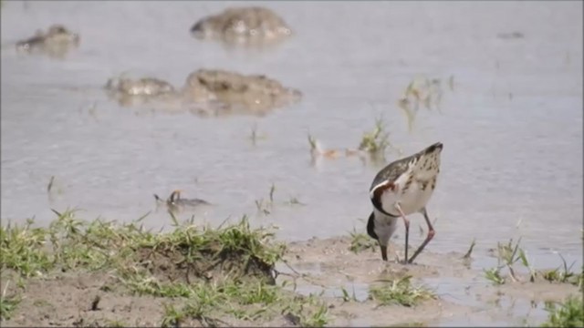 Red-kneed Dotterel - ML235961041