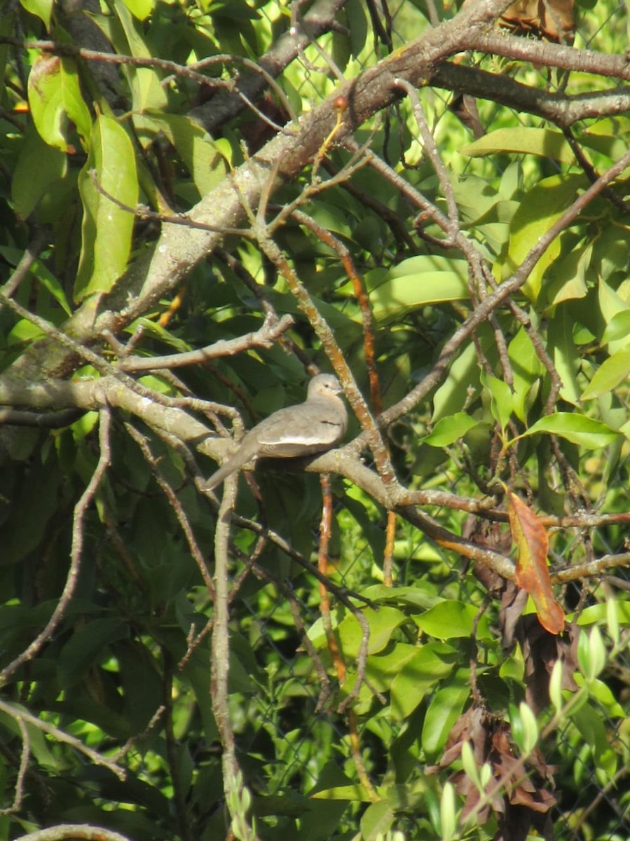 Picui Ground Dove - ML235961231