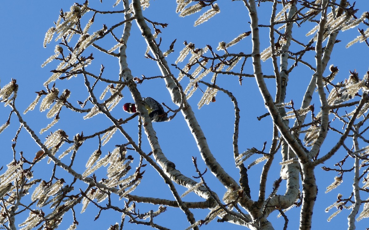 נקר צהוב-בטן - ML235962091