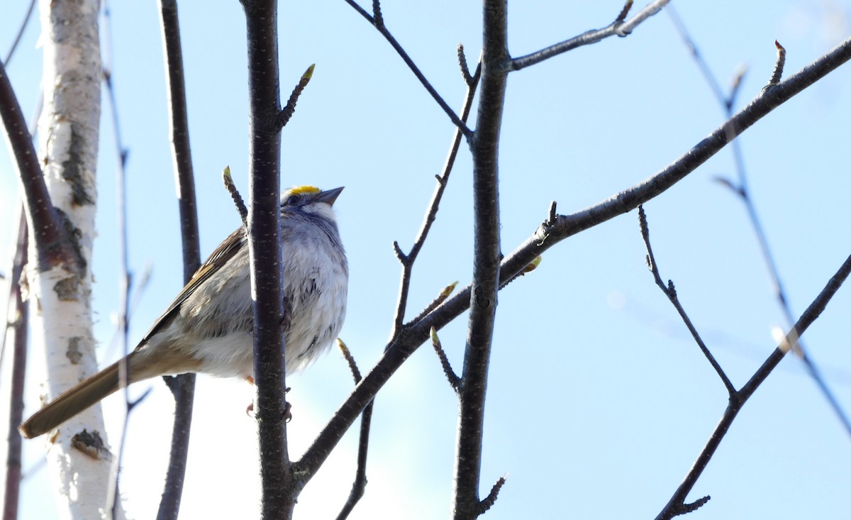 גיבתונית לבנת-גרון - ML235962811