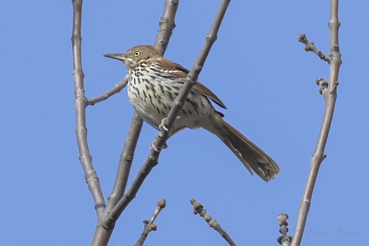 Brown Thrasher - ML235963051