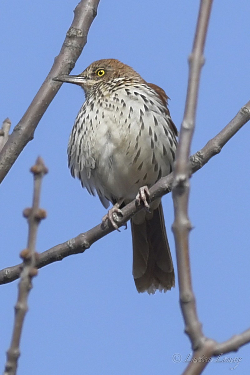 Brown Thrasher - ML235963221