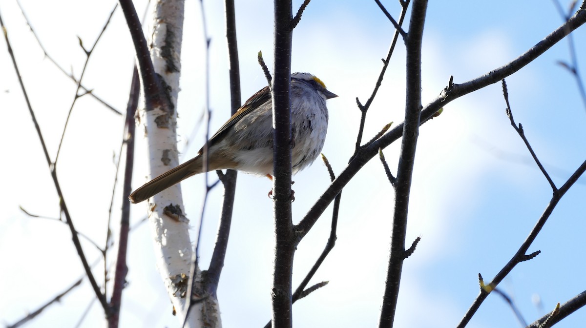 גיבתונית לבנת-גרון - ML235963711