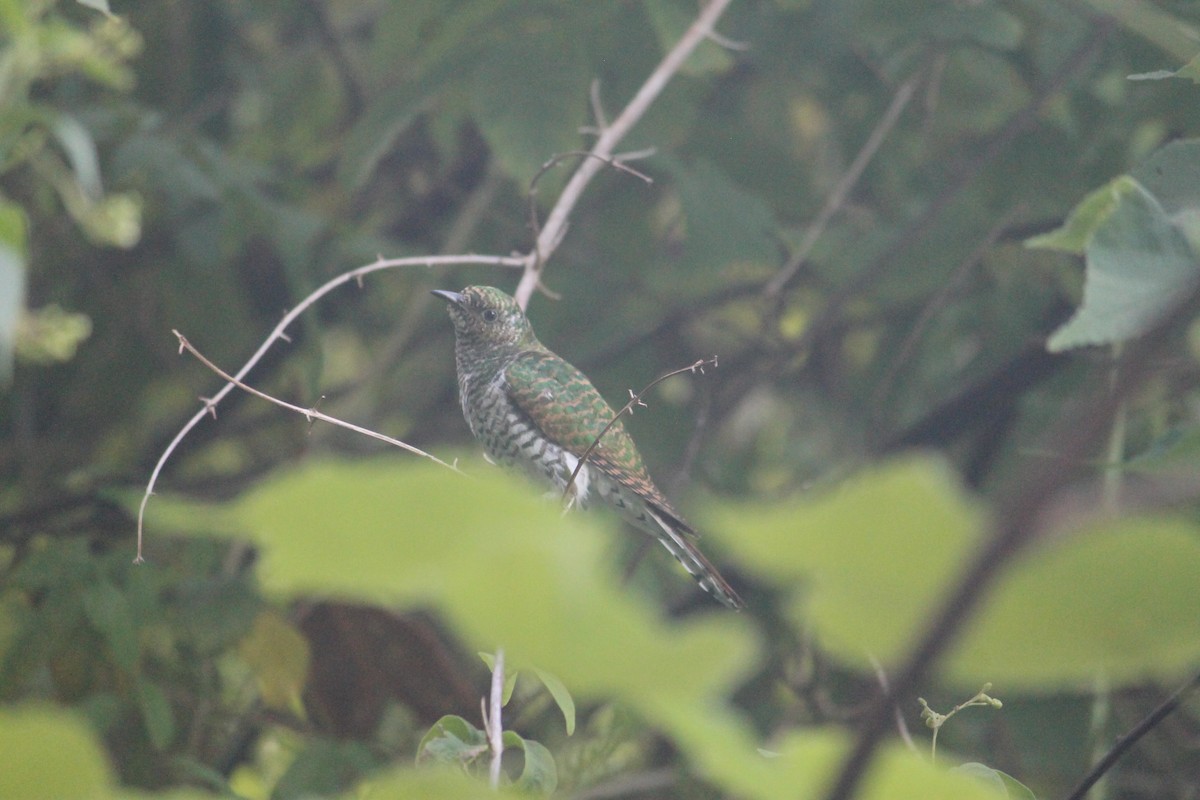 Klaas's Cuckoo - ML235964821