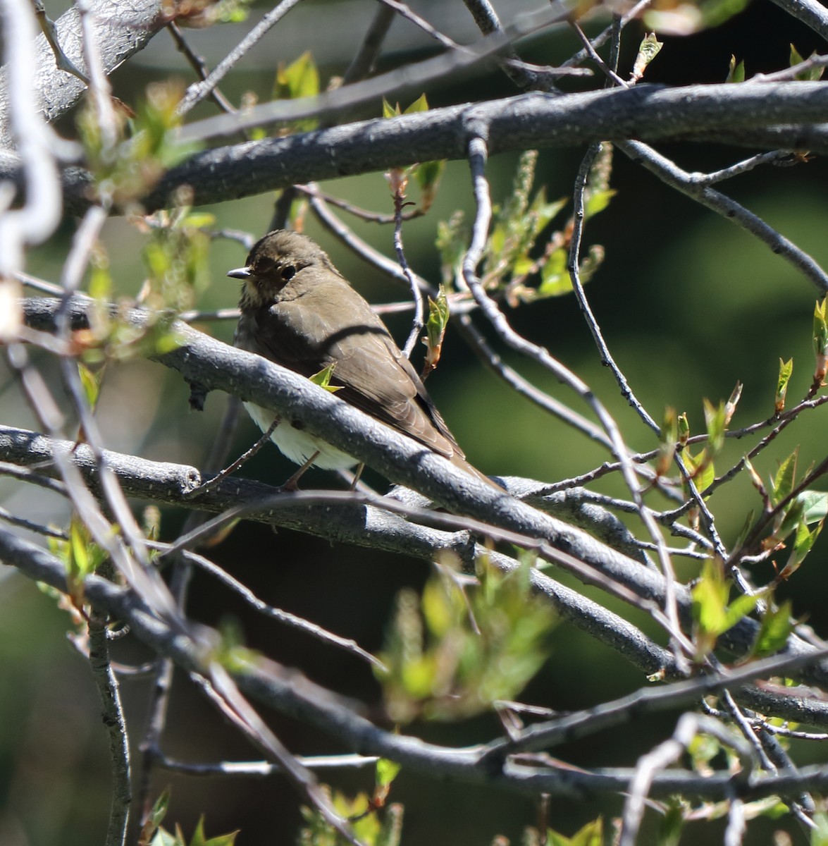 Swainson's Thrush - ML235966221