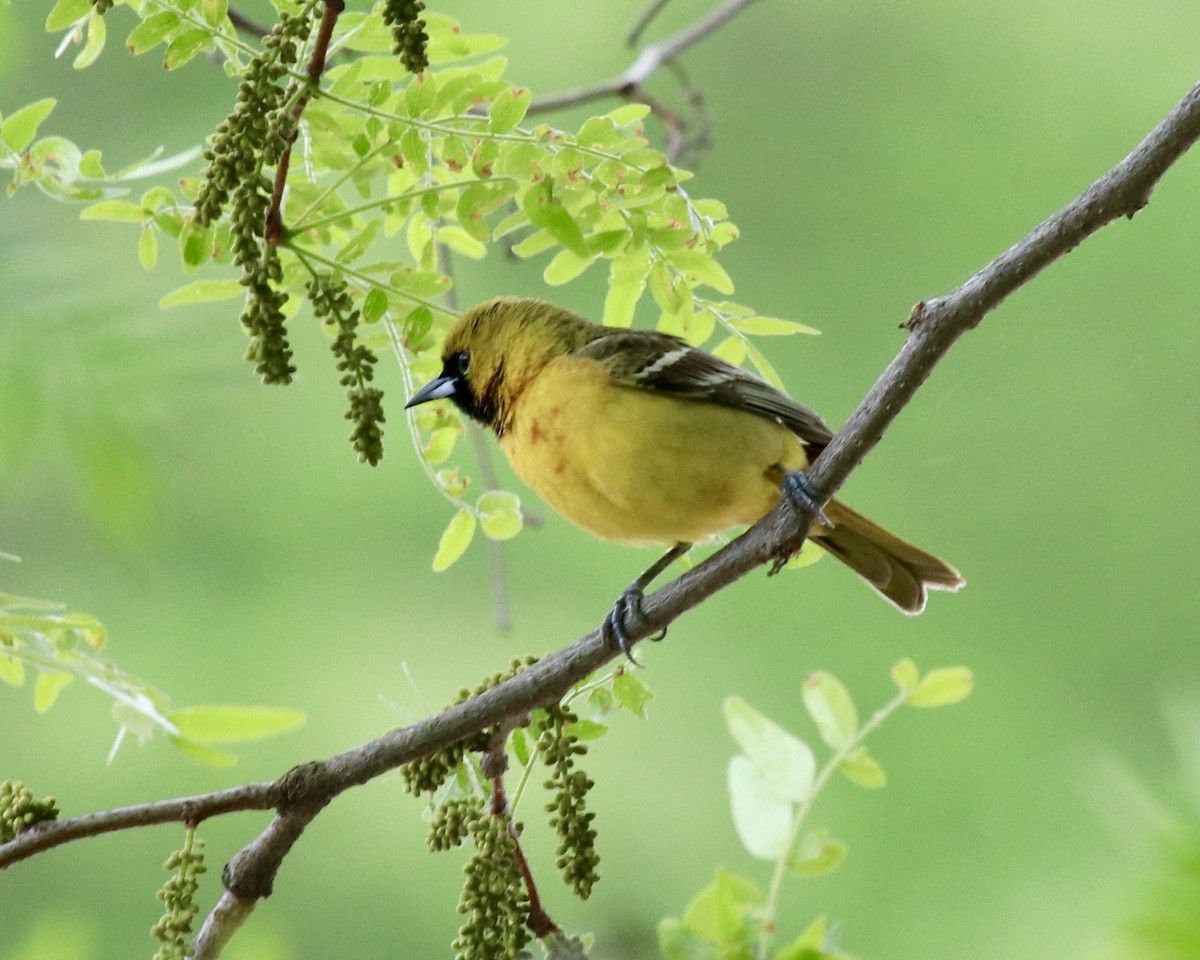 Orchard Oriole (Orchard) - ML235966701