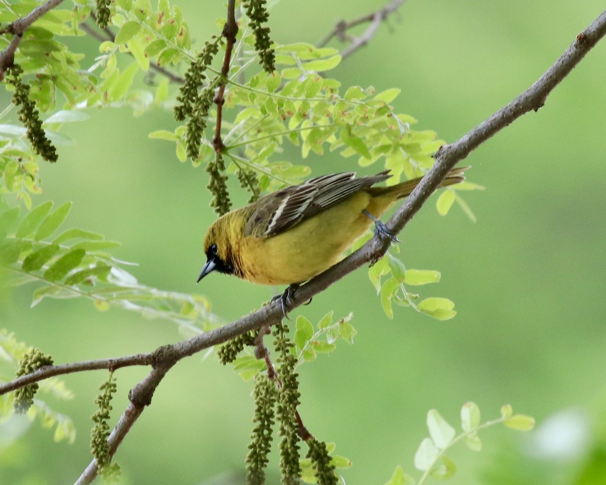 Orchard Oriole (Orchard) - ML235966801