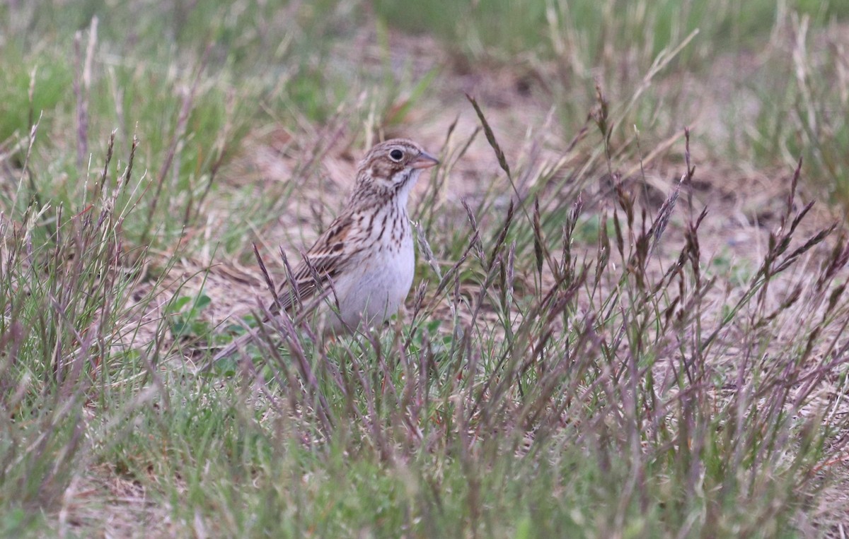 Vesper Sparrow - ML235967101