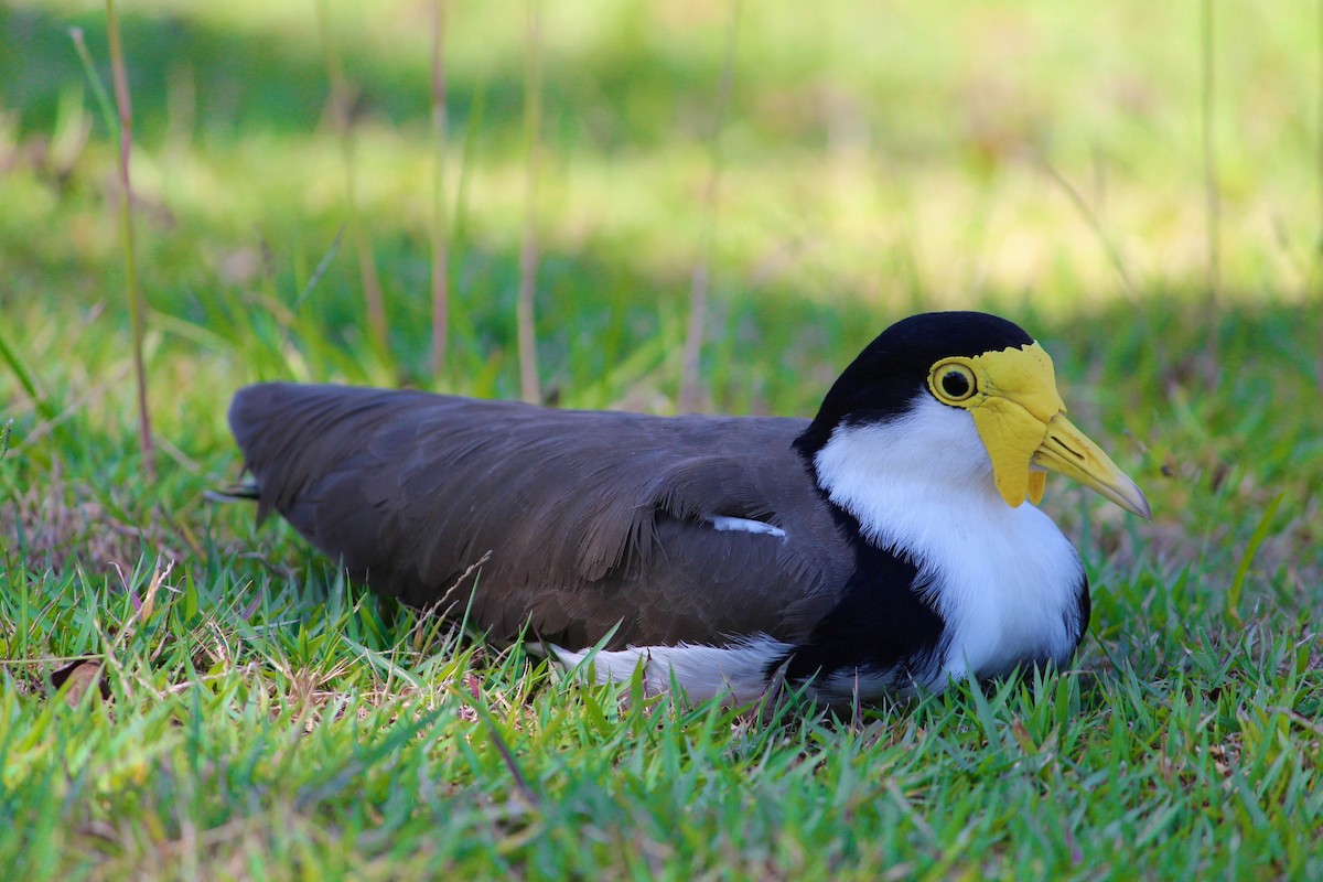 Masked Lapwing - Barbara Edwards