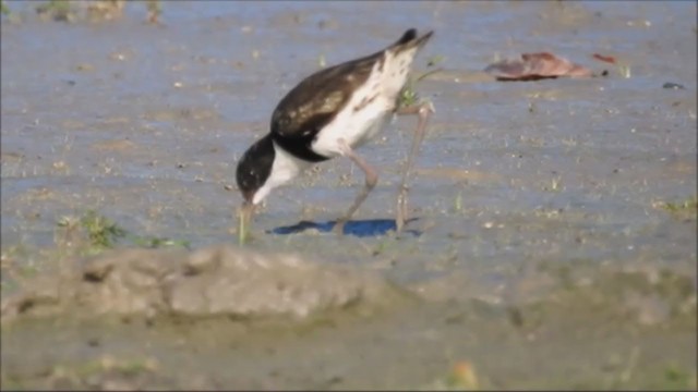 Red-kneed Dotterel - ML235968111