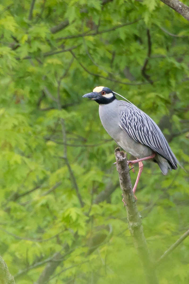 Yellow-crowned Night Heron - Andrew Cannizzaro
