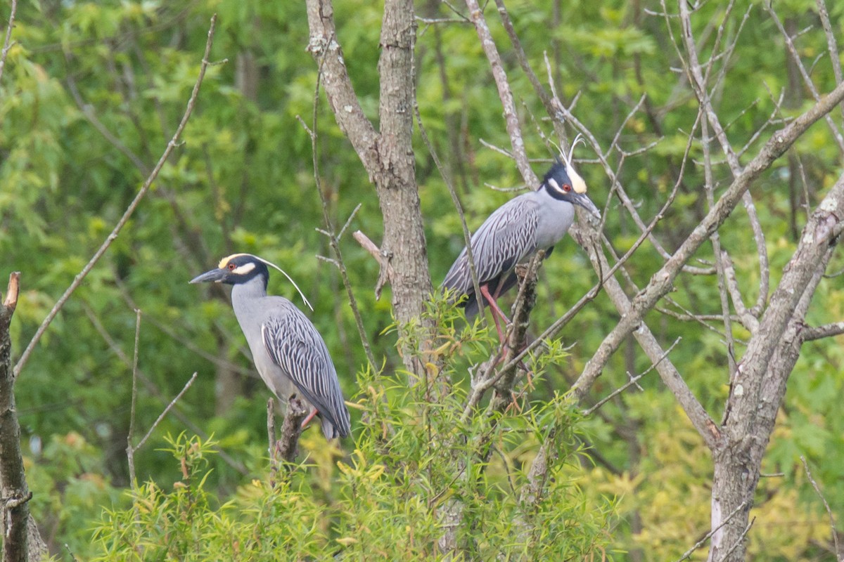 Yellow-crowned Night Heron - ML235969101