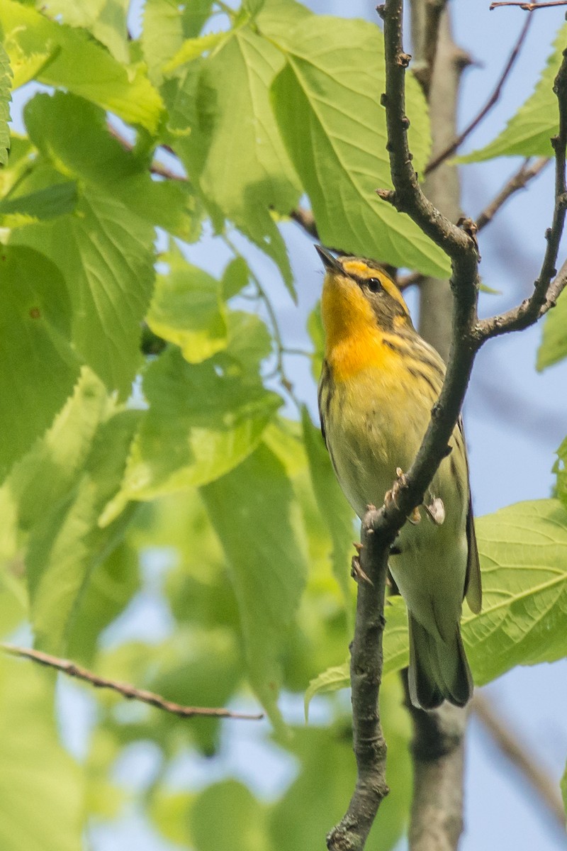 Blackburnian Warbler - Andrew Cannizzaro
