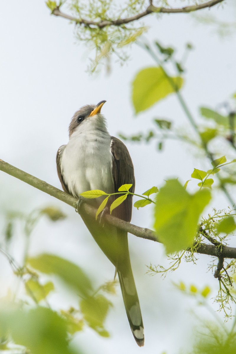 Yellow-billed Cuckoo - ML235969441