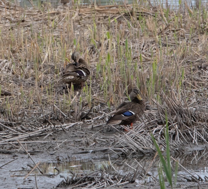 Mexican Duck - Terry Reid