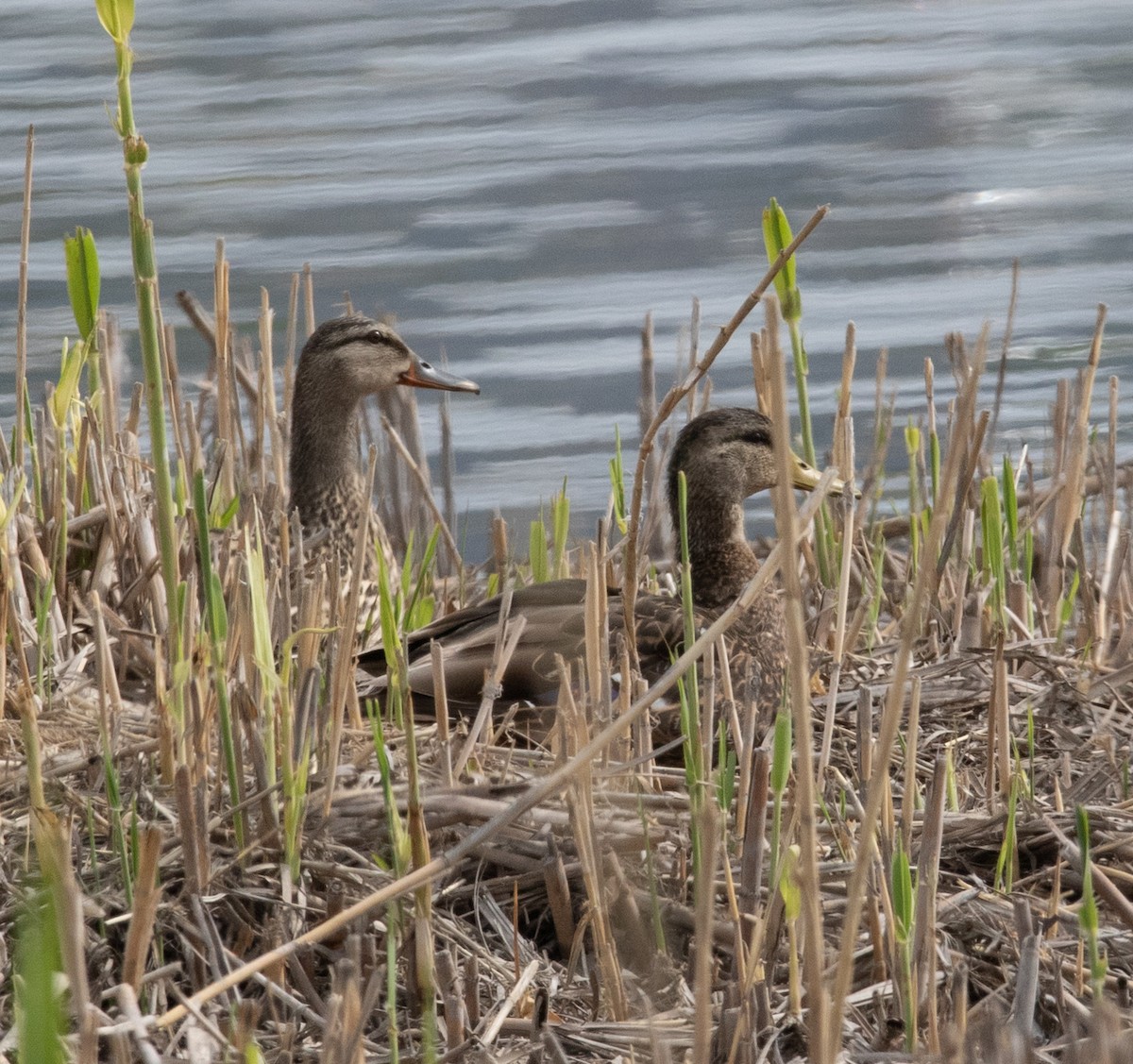 Canard du Mexique - ML235970171