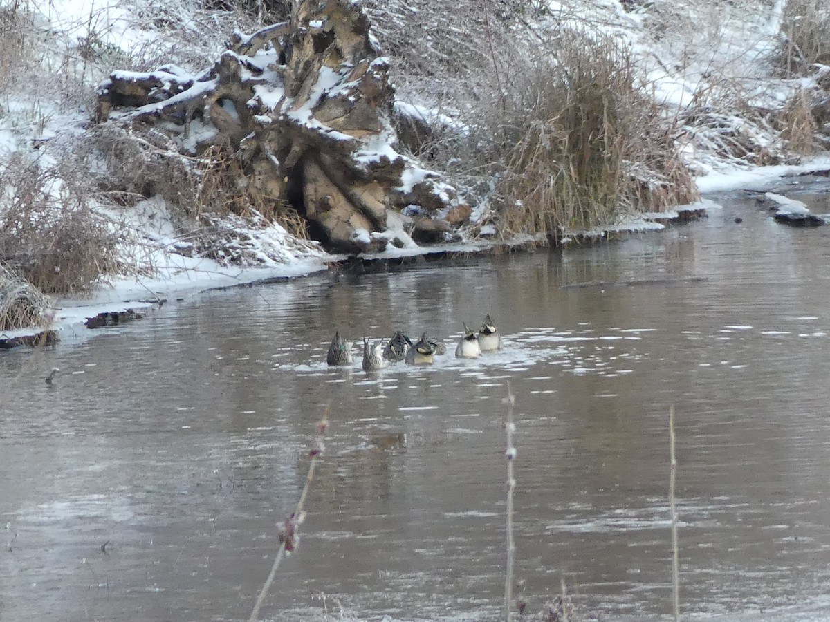 Green-winged Teal - ML23597061
