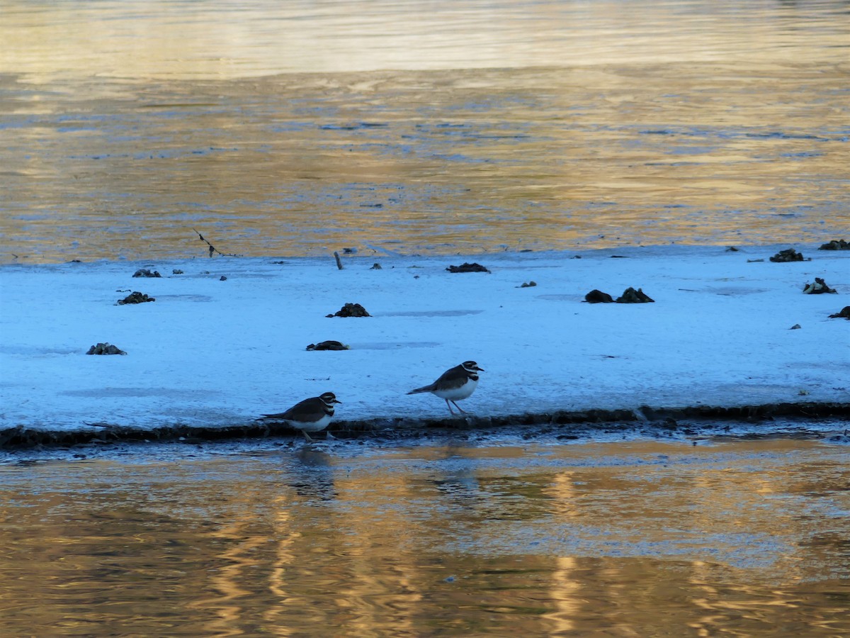 Killdeer - ML23597081