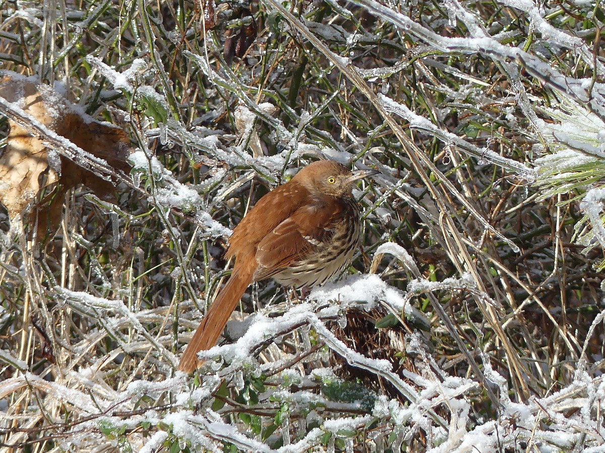 Brown Thrasher - ML23597271