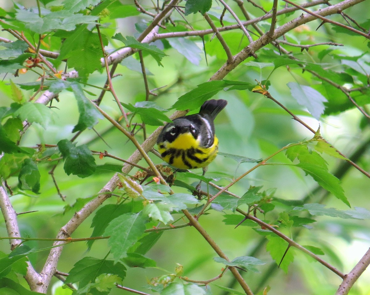 Magnolia Warbler - Lena Cole