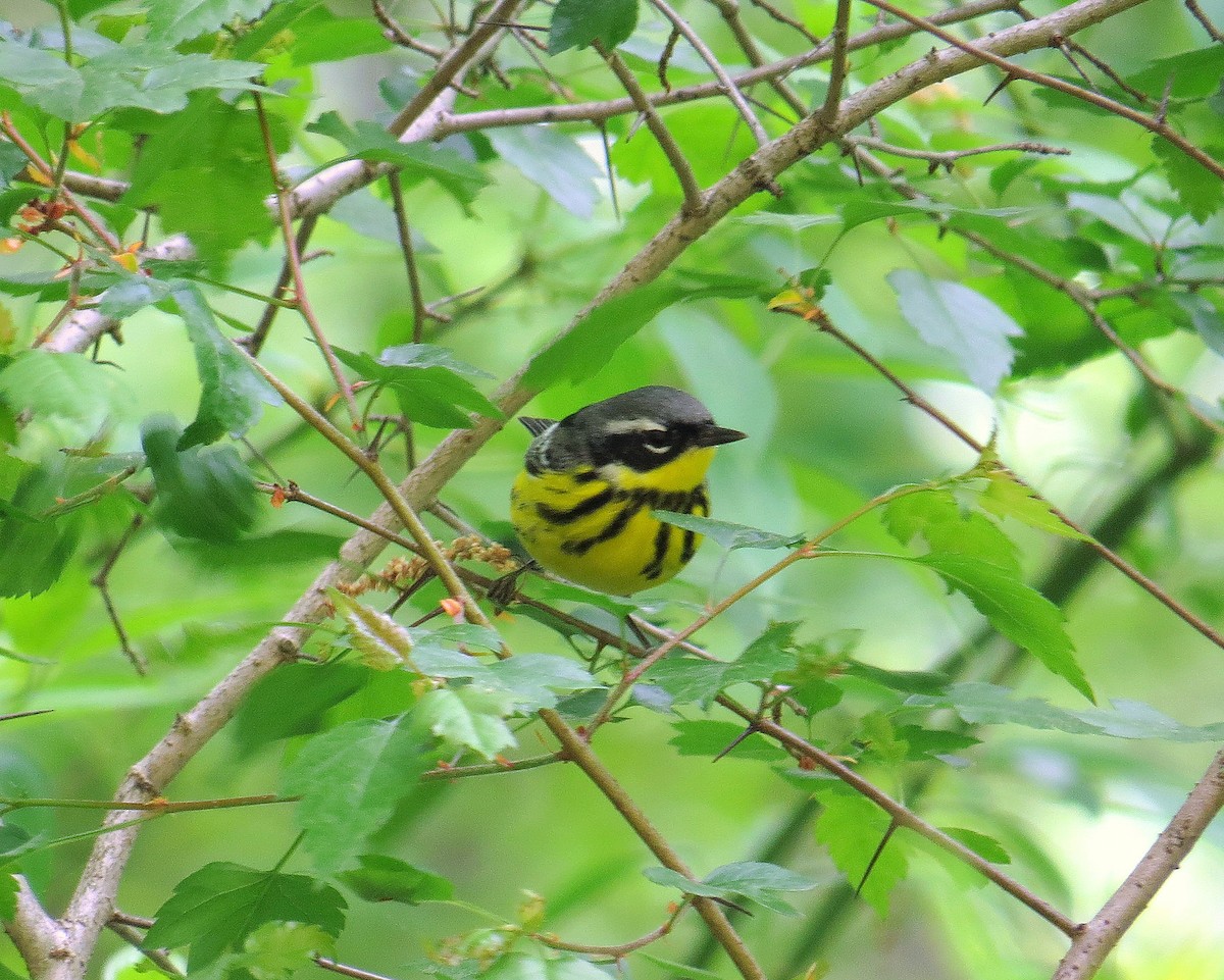 Magnolia Warbler - Lena Cole