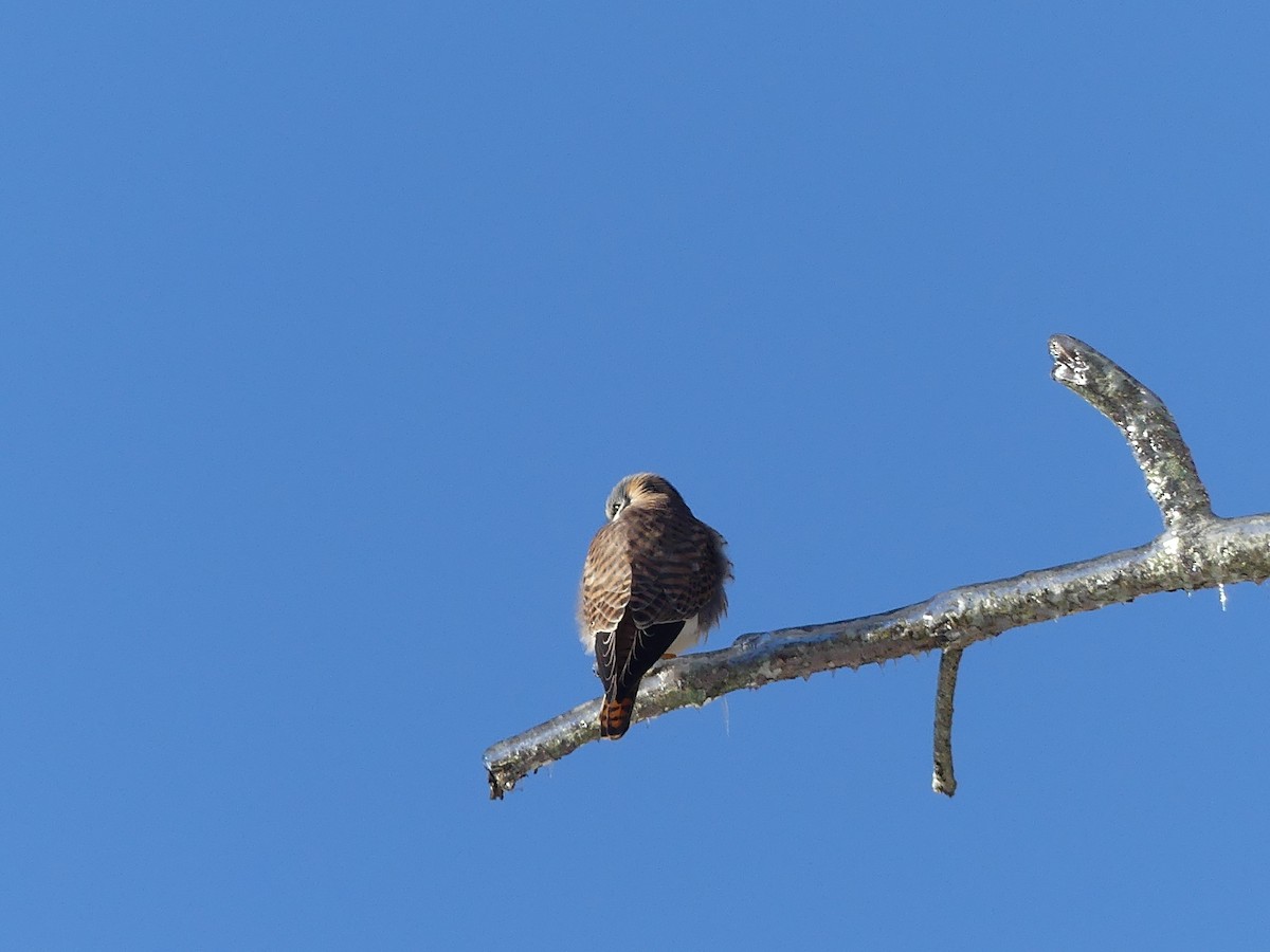 American Kestrel - ML23597441