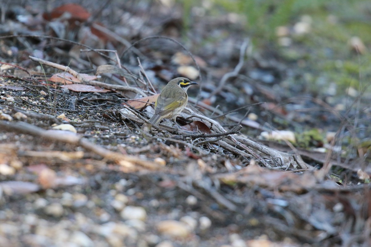 Yellow-faced Honeyeater - Brett Whitfield