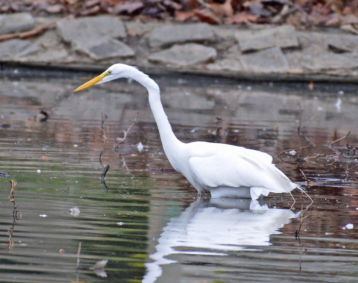 Great Egret - Daniel Murphy